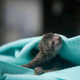 Illustration for article titled Pregnant Sloth Gets a C-Section, A First For Her Species